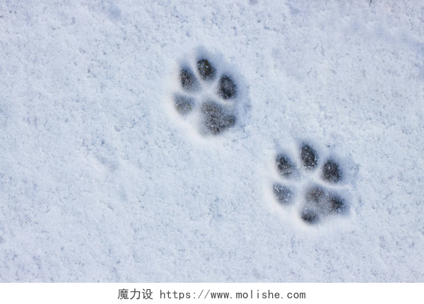 寒冷的冬天雪地上有两只动物脚印雪地上有猫或狗爪子的脚印的有趣的抽象的白色背景。在冬天寒冷的天气里照顾宠物.